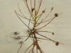 carnivorous-plants-and-their-habitats-146
