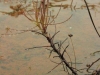 carnivorous-plants-and-their-habitats-148