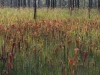 carnivorous-plants-and-their-habitats-15