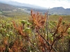 carnivorous-plants-and-their-habitats-152