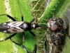 carnivorous-plants-and-their-habitats-154