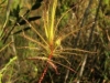 carnivorous-plants-and-their-habitats-157