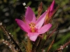 carnivorous-plants-and-their-habitats-158