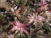 carnivorous-plants-and-their-habitats-160