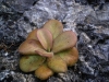 carnivorous-plants-and-their-habitats-164