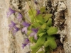 carnivorous-plants-and-their-habitats-166