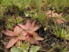 carnivorous-plants-and-their-habitats-168