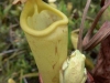 carnivorous-plants-and-their-habitats-17