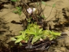 carnivorous-plants-and-their-habitats-170