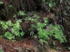 carnivorous-plants-and-their-habitats-174