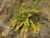 carnivorous-plants-and-their-habitats-176