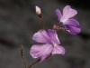 carnivorous-plants-and-their-habitats-188