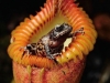 carnivorous-plants-and-their-habitats-19