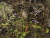 carnivorous-plants-and-their-habitats-190