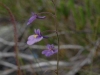 carnivorous-plants-and-their-habitats-192