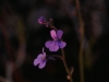 carnivorous-plants-and-their-habitats-194