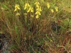 carnivorous-plants-and-their-habitats-196
