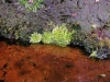 carnivorous-plants-and-their-habitats-198