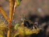 carnivorous-plants-and-their-habitats-20