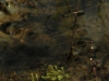 carnivorous-plants-and-their-habitats-200