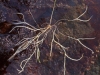 carnivorous-plants-and-their-habitats-202
