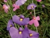 carnivorous-plants-and-their-habitats-204