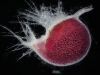 carnivorous-plants-and-their-habitats-206