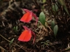 carnivorous-plants-and-their-habitats-210