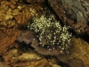 carnivorous-plants-and-their-habitats-212