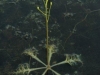 carnivorous-plants-and-their-habitats-214