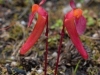carnivorous-plants-and-their-habitats-216