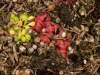 carnivorous-plants-and-their-habitats-218