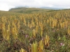 carnivorous-plants-and-their-habitats-22
