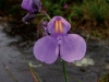 carnivorous-plants-and-their-habitats-220