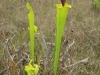 carnivorous-plants-and-their-habitats-24