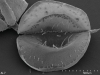 carnivorous-plants-and-their-habitats-26
