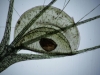 carnivorous-plants-and-their-habitats-27