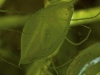 carnivorous-plants-and-their-habitats-28