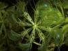 carnivorous-plants-and-their-habitats-29