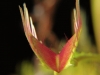 carnivorous-plants-and-their-habitats-31