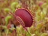 carnivorous-plants-and-their-habitats-32