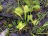 carnivorous-plants-and-their-habitats-33