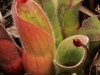 carnivorous-plants-and-their-habitats-34