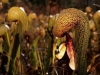 carnivorous-plants-and-their-habitats-35