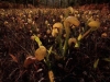 carnivorous-plants-and-their-habitats-36