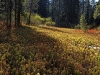 carnivorous-plants-and-their-habitats-37