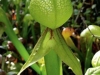 carnivorous-plants-and-their-habitats-38