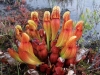 carnivorous-plants-and-their-habitats-39