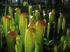 carnivorous-plants-and-their-habitats-40