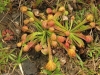 carnivorous-plants-and-their-habitats-41
